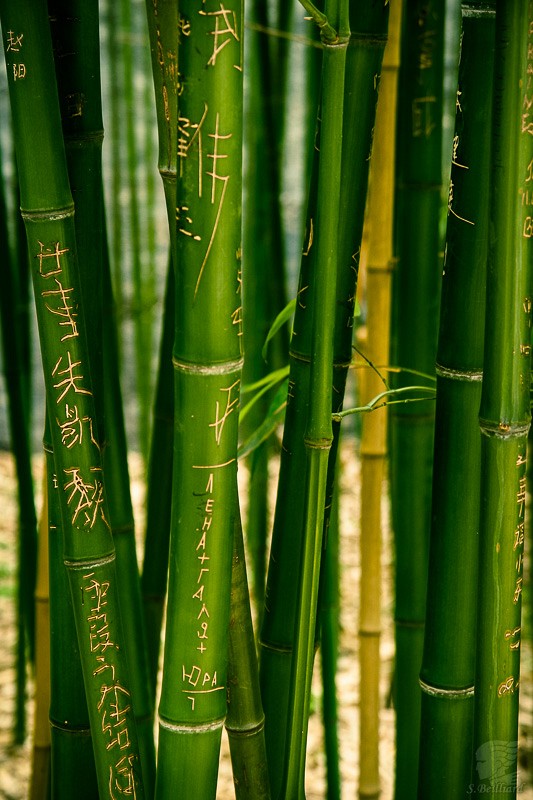 Bamboos