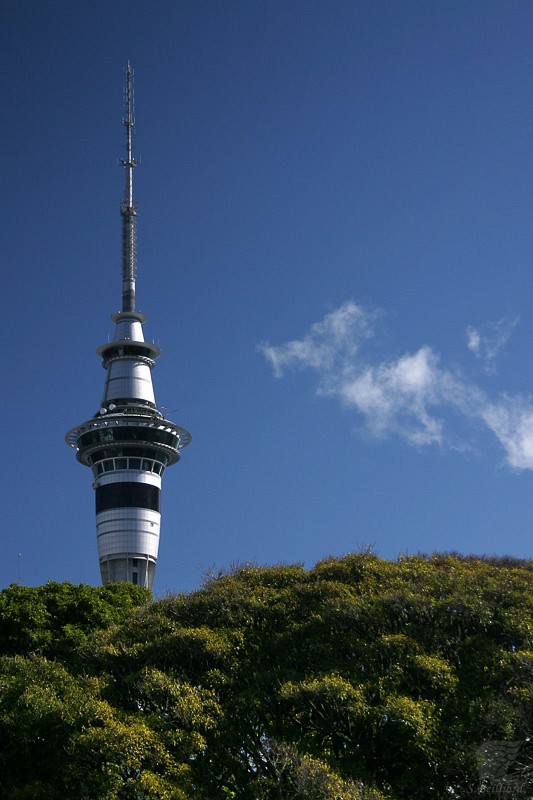 Sky Tower above the Trees