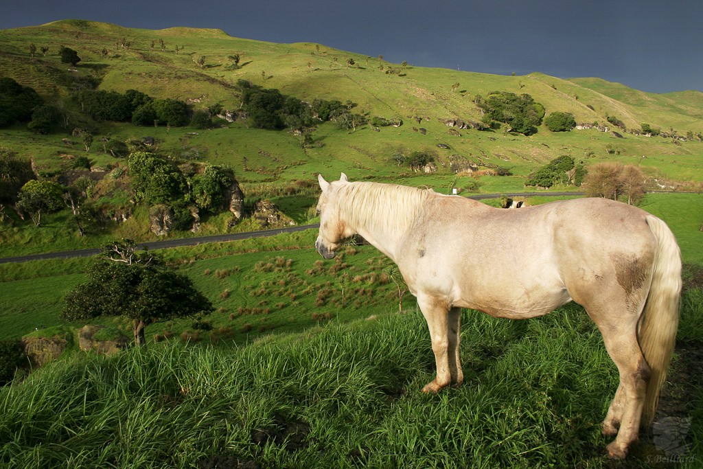 Waikato Horse