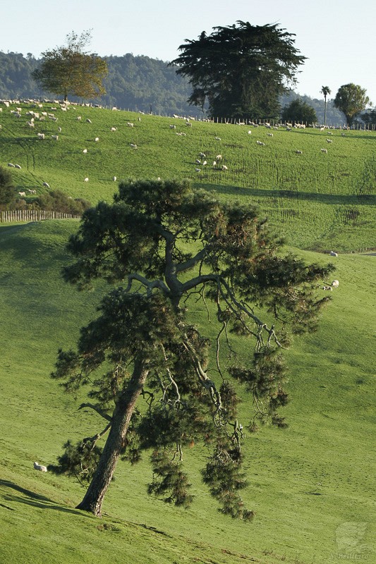 Matamata Green