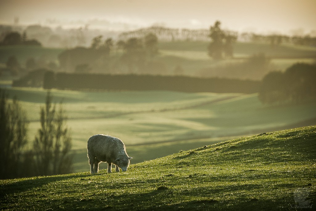 Matamata sheep