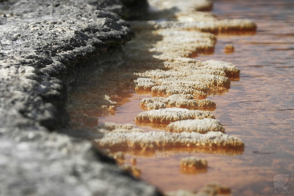 Wai-O-Tapu Champagne