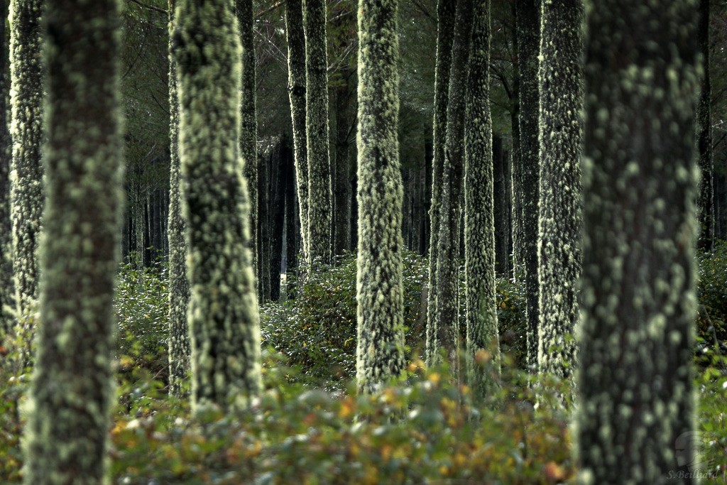 Taupo Forest