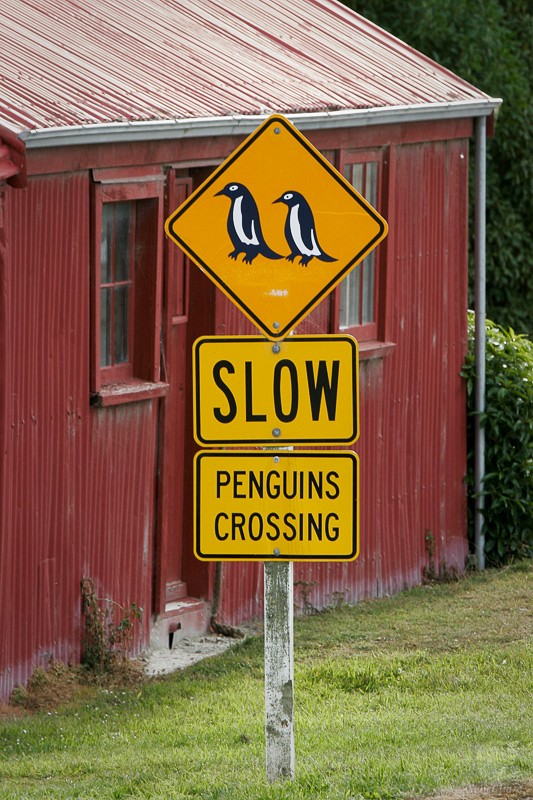 Oamaru : Penguins