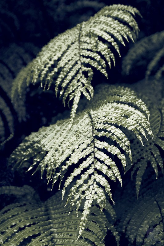 Fern in Wetland