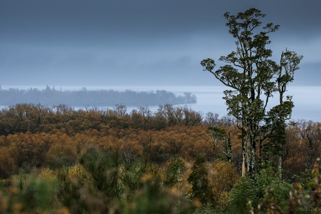 Lake Brunner swamps