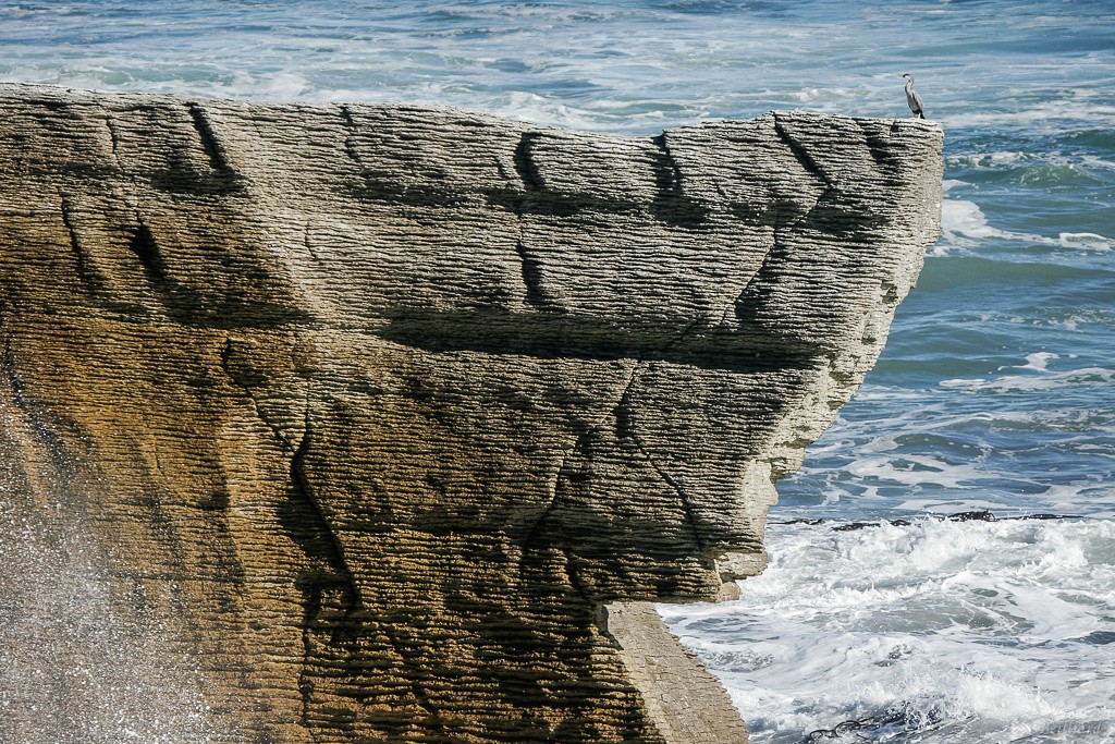 Punakaiki : Pancake and bird