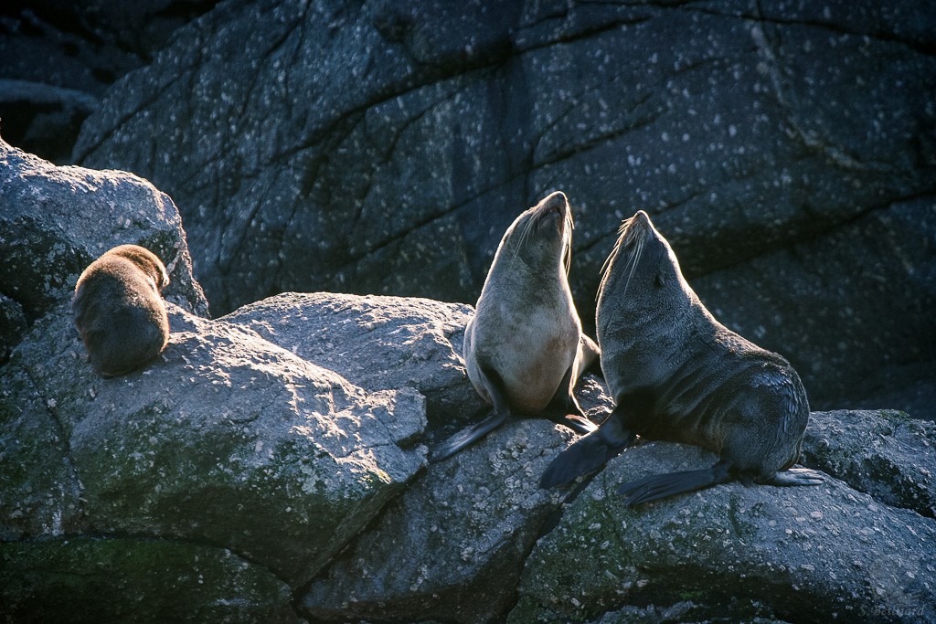 Seals