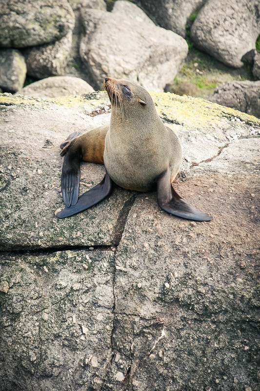 Fur Seal