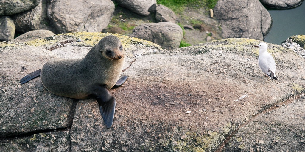 The Seal and the Bird