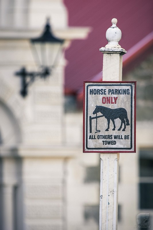 Oamaru : Horse park