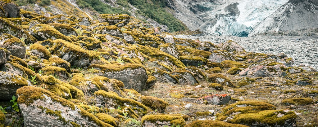 Franz Josef Glacier : moss