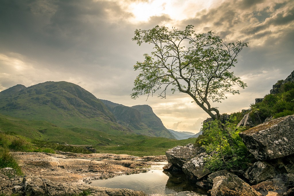 Glencoe Tree