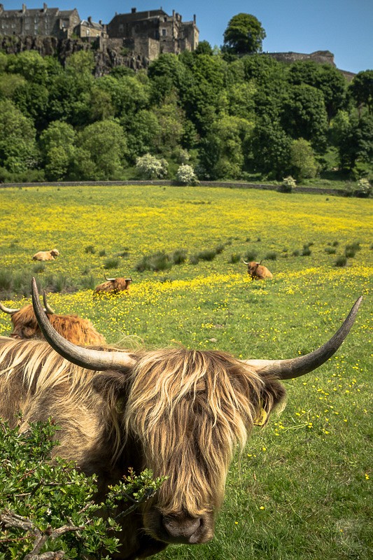 Highland Cow