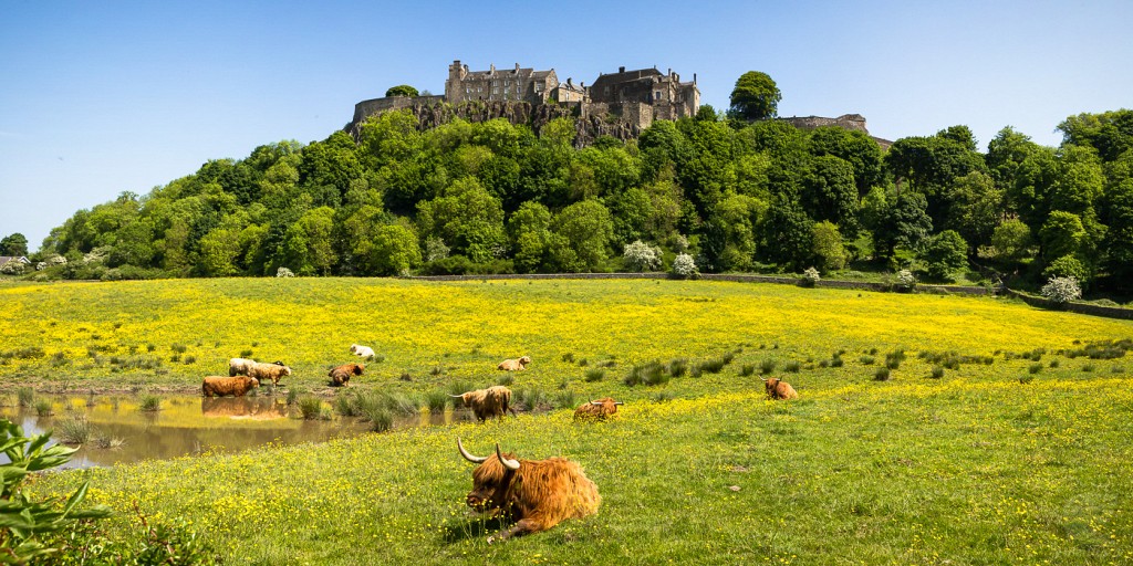 Cows at Stirling Castle