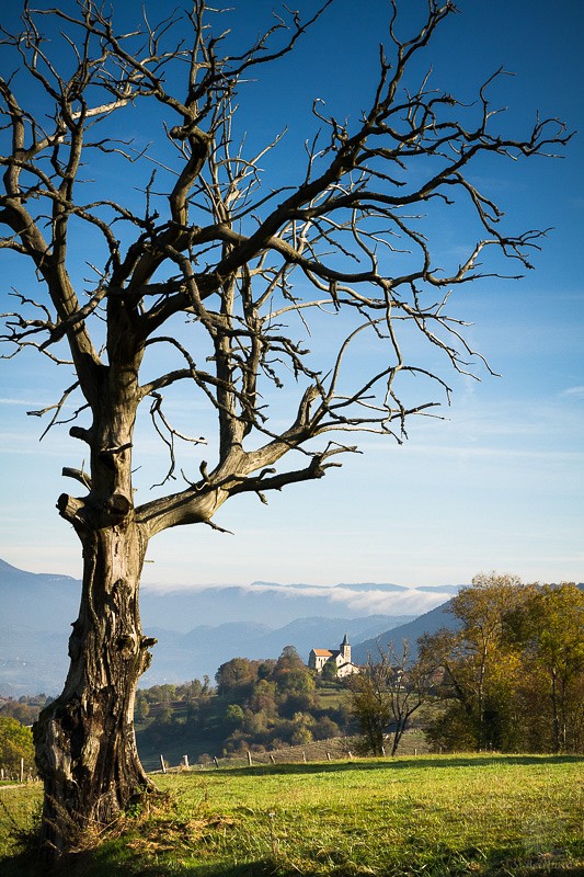 Arbre de Merlas - Terres Froides