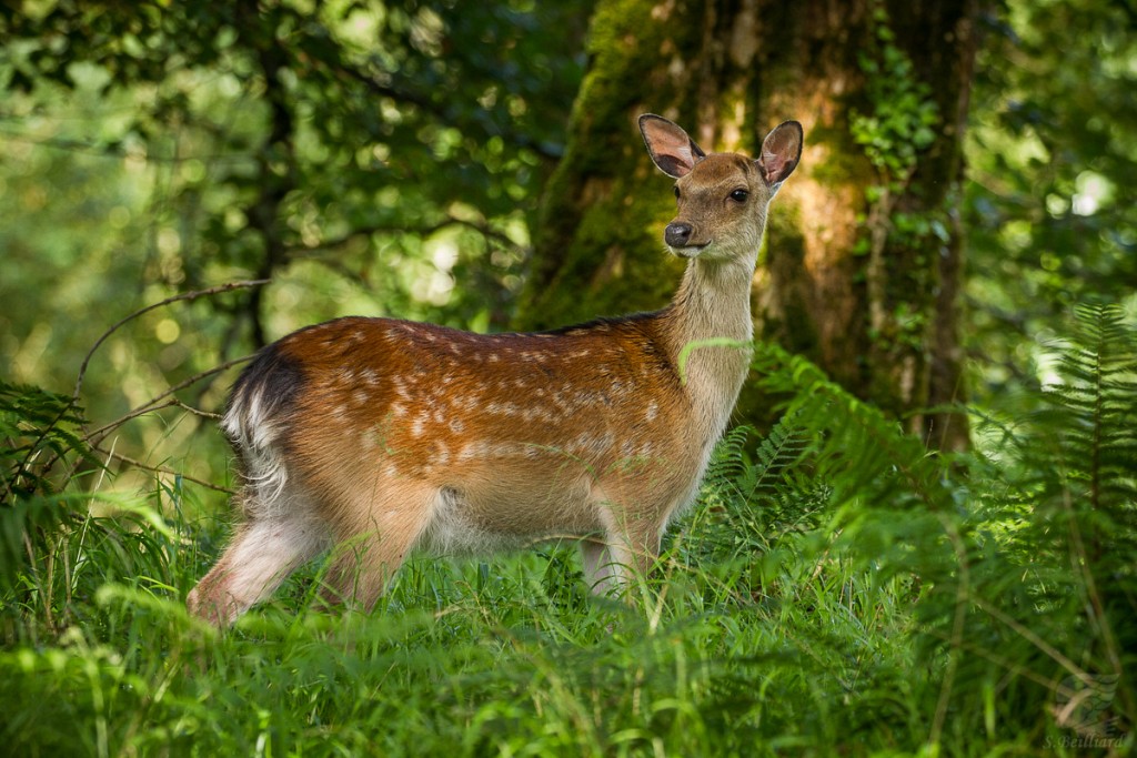 Friendly wildlife